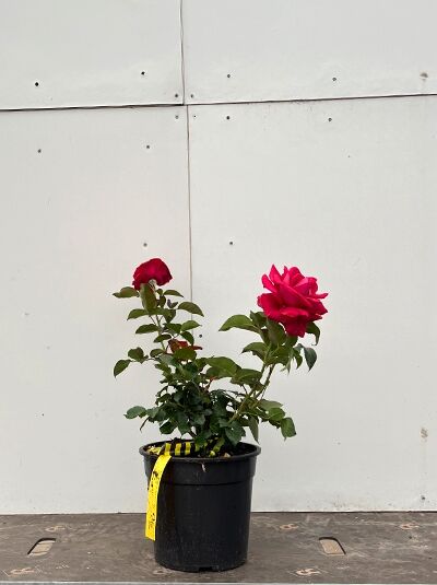 Rosa 'Naheglut ®' / Rosa 'That's Jazz' Kletterrose, A-Qualität C5, im Topf mit roten Blüten und grünem Laub