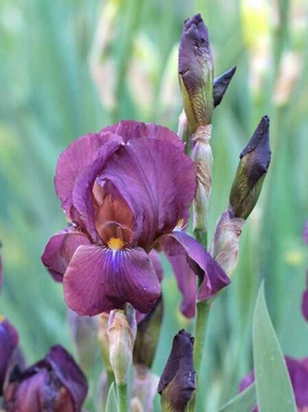 Hohe Bart-Iris 'New Idea' / Iris barbata-elatior 'New Idea'