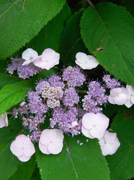 Samt-Hortensie 'Anthony Bullivant' / Hydrangea villosa 'Anthony Bullivant'