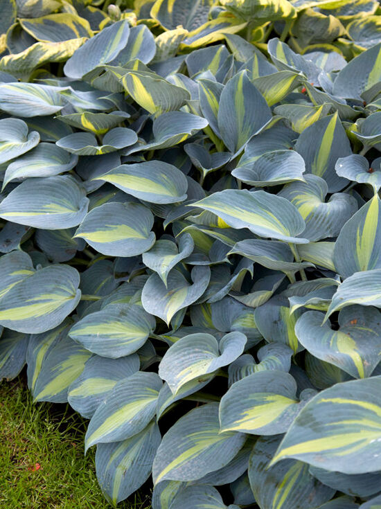 Schweden-Funkie 'Catherine' - Hosta 'Catherine' - Baumschule NewGarden