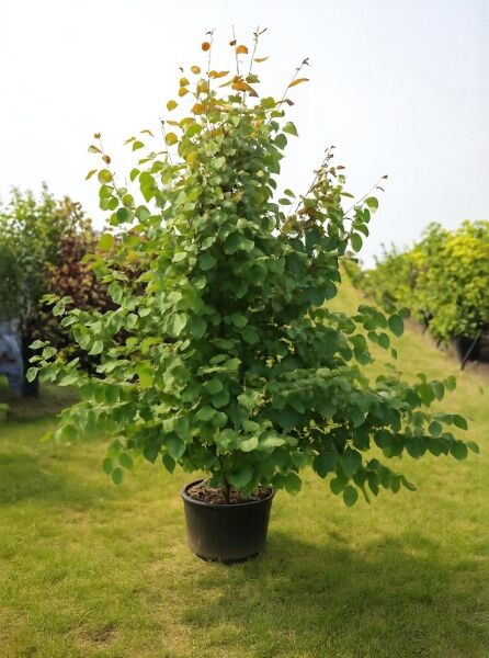 Cercidiphyllum japonicum (Judasblatt/Kuchenbaum/Katsurabaum) im Topf, 150-175 cm, C30, grünes herzförmiges Laub
