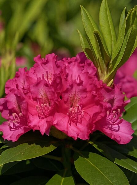 Rhododendron Hybride 'Pearce's American Beauty' (Rhododendron) mit pinkfarbenem Blütenstand und grünen, ledrigen Blättern