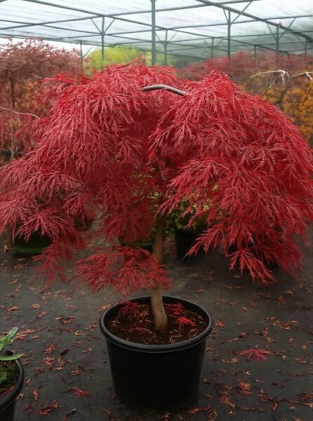 Roter Schlitz-Ahorn (Acer palmatum 'Dissectum Atropurpureum') Ornatum auf Stamm, 80 cm Stamm, Topf C110 mit rotem Laub.