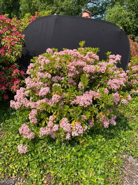 Kalmia latifolia 'Splendens' / Lorbeerrose 'Splendens' / Berglorbeer 'Splendens'