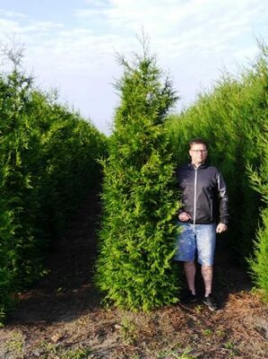 Große Thuja / Lebensbäume ab 300cm Größe günstig kaufen