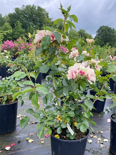 Rosa 'SEE YOU ® in purple' / Beetrose 'SEE YOU ® in purple' C5, Rosenstrauch im Topf mit hellrosa Blüten und grünem Laub