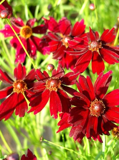 Garten-Schönauge 'Limerock Ruby ® ' - Coreopsis rosea 'Limerock Ruby ® '