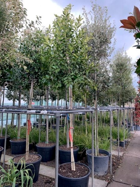 Stechpalme Ilex koehneana 'Chestnut Leaf' als Hochstamm im Container, 200 cm Stamm 14-16 StU, grünes Laub in Baumschule