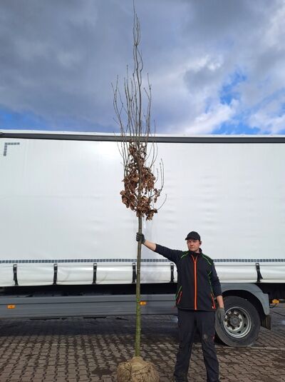 Quercus robur 'Fastigiata Koster' / Säulen-Eiche 'Fastigiata Koster' Hochstamm 10-12 StU mit Drahtballen, unbelaubt