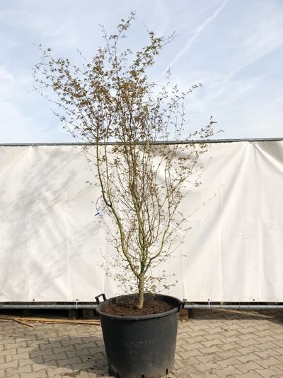 Fächer-Ahorn / Japanischer Ahorn 225-250 cm / Acer palmatum (719617)