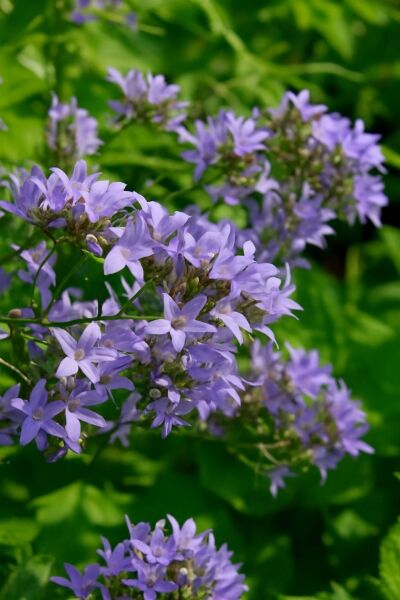 Dolden-Glockenblume 'Senior' / Dolden-Glockenblume 'Senior'