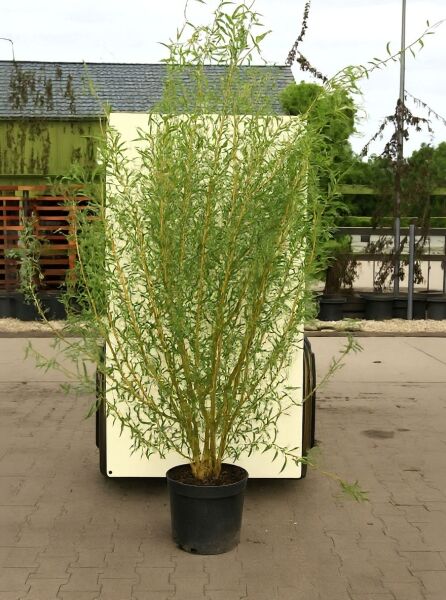 Salix 'Caradoc' / Gold-Korkenzieherweide 'Caradoc', mehrtriebiger Strauch im schwarzen Pflanztopf mit schmalen grünen Blättern.