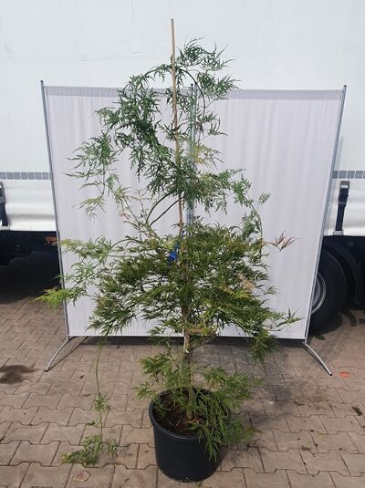 Japanischer Schlitz-Ahorn / Fächer-Ahorn (717289) / Acer palmatum 'Dissectum Flavescens'