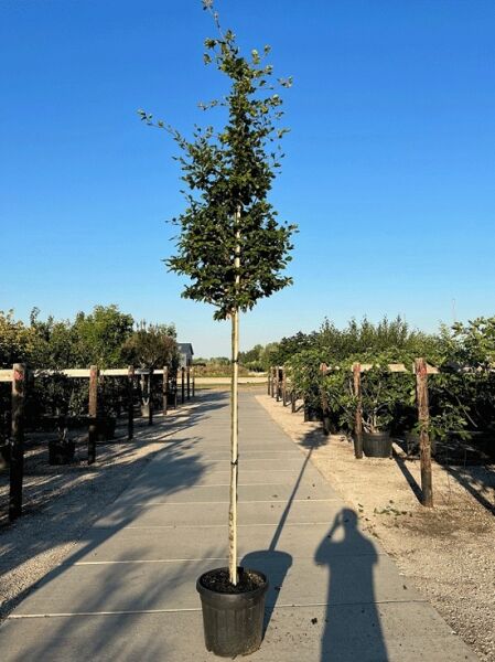 Fagus sylvatica (Rot-Buche) Hochstamm 14-16 StU im Container, gerader Stamm mit runder Krone und grünem Laub.