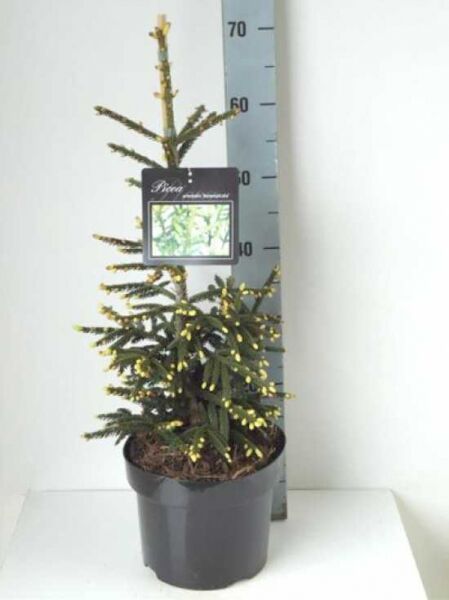 Omorika-Zwergfichte / Picea omorika 'Nana'