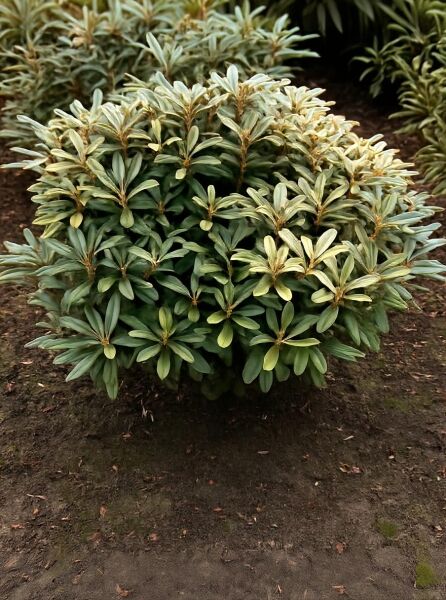Rhododendron yakushimanum 'Edelweiß' (Rhododendron 'Edelweiß') Solitär, 60–70 cm Breite, kompakter Strauch mit grünem Laub