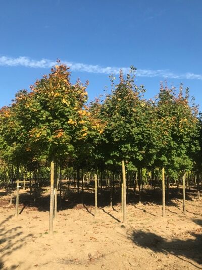 Spitz-Ahorn Acer platanoides 'Emerald Queen', Hochstamm 30-35 StU mit Drahtballen, Baumreihe mit dichtem Kronenaufbau.