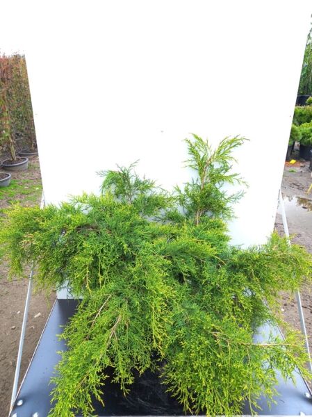 Juniperus pfitzeriana 'Pfitzeriana Aurea' / Gelber Pfitzer-Wacholder 50-60 cm breit, C20, buschiger Wuchs mit gelbgrünen Trieben