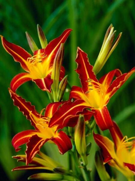 Hemerocallis 'Autumn Red' / Taglilie 'Autumn Red' mit rotgelben Blüten und Knospen, schmale grüne Blätter sichtbar