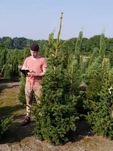 Stech-Fichte 'Lucky Strike' / Picea pungens 'Lucky Strike'