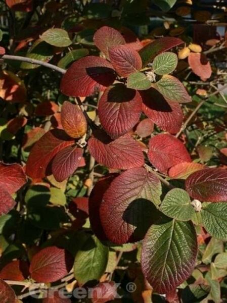 Wolliger Schneeball / Viburnum lantana