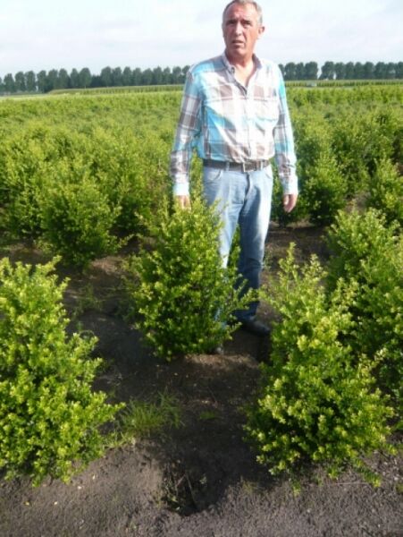 Kleinlaubige Japan-Hülse 'Green Hedge' / Kleinlaubige Japan-Hülse 'Green Hedge'