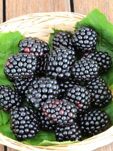 Brombeere &#039;Asterina&#039; ® / Rubus fruticosus &#039;Asterina&#039; ®