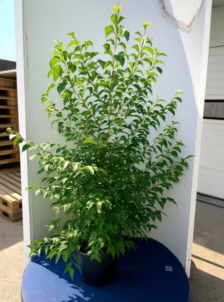 Styrax japonicus, Japanischer Storaxbaum (Schneeglöckchenbaum), buschige Jungpflanze im Topf, 150–175 cm, C20