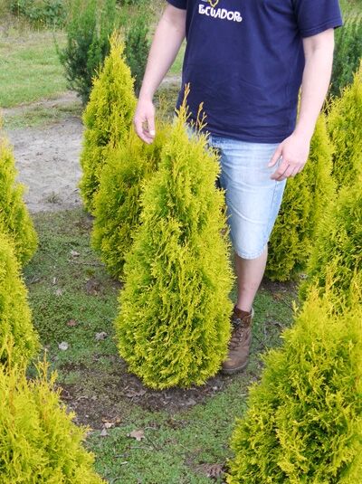 Thuja occidentalis 'Golden Smaragd' / Lebensbaum 'Golden Smaragd', Goldener Smaragd-Lebensbaum 100-120 cm m. B.