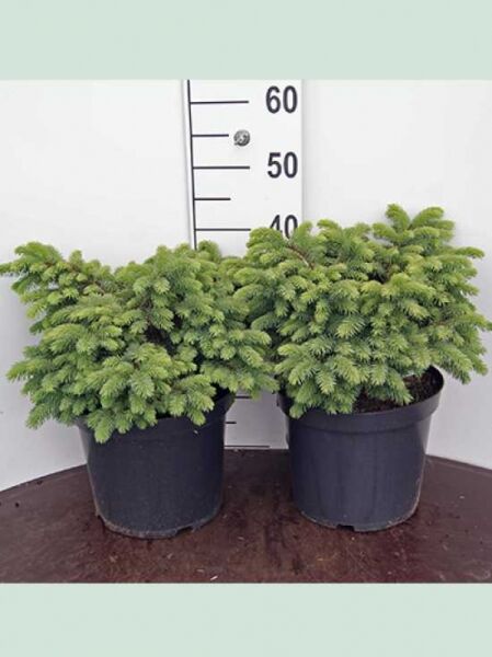 Picea pungens 'Waldbrunn' / Zwerg-Blau-Fichte 'Waldbrunn', 20–25 cm, C5, zwei kompakte Jungpflanzen im Topf