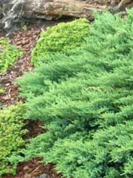Sadebaum / Stink-Wacholder / Juniperus sabina
