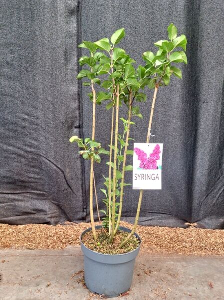 Syringa vulgaris 'Andenken an Ludwig Späth' (Gartenflieder) im Topf, 80-100 cm, C7, mehrtriebige Pflanze mit grünen Blättern