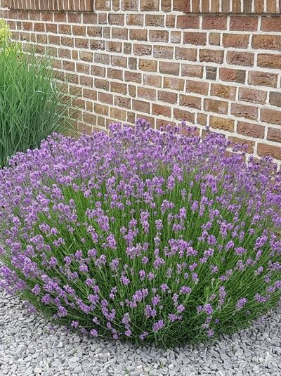 Echter Lavendel &#039;Dwarf Blue&#039; / Lavandula angustifolia &#039;Dwarf Blue&#039;