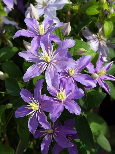 Waldrebe 'Justa' - Clematis 'Justa'