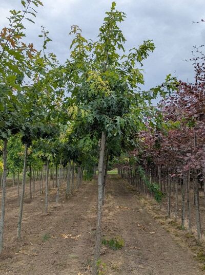 Quercus coccinea (Scharlach-Eiche) Hochstamm 14-16 StU mit Drahtballen, Baum mit geradem Stamm und grüner Krone