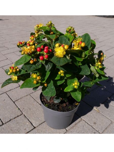 Johanniskraut 'Miracle Attraction' / Johanniskraut 'Miracle Attraction'