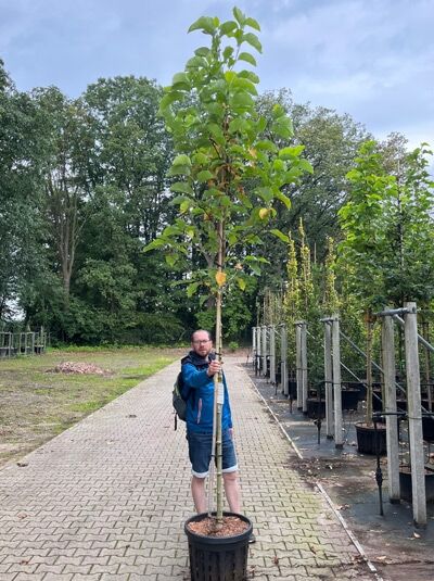 Magnolia brooklynensis 'Yellow Bird' / Magnolie 'Yellow Bird' Hochstamm 10-12 StU im Container, junger Baum mit grünem Laub