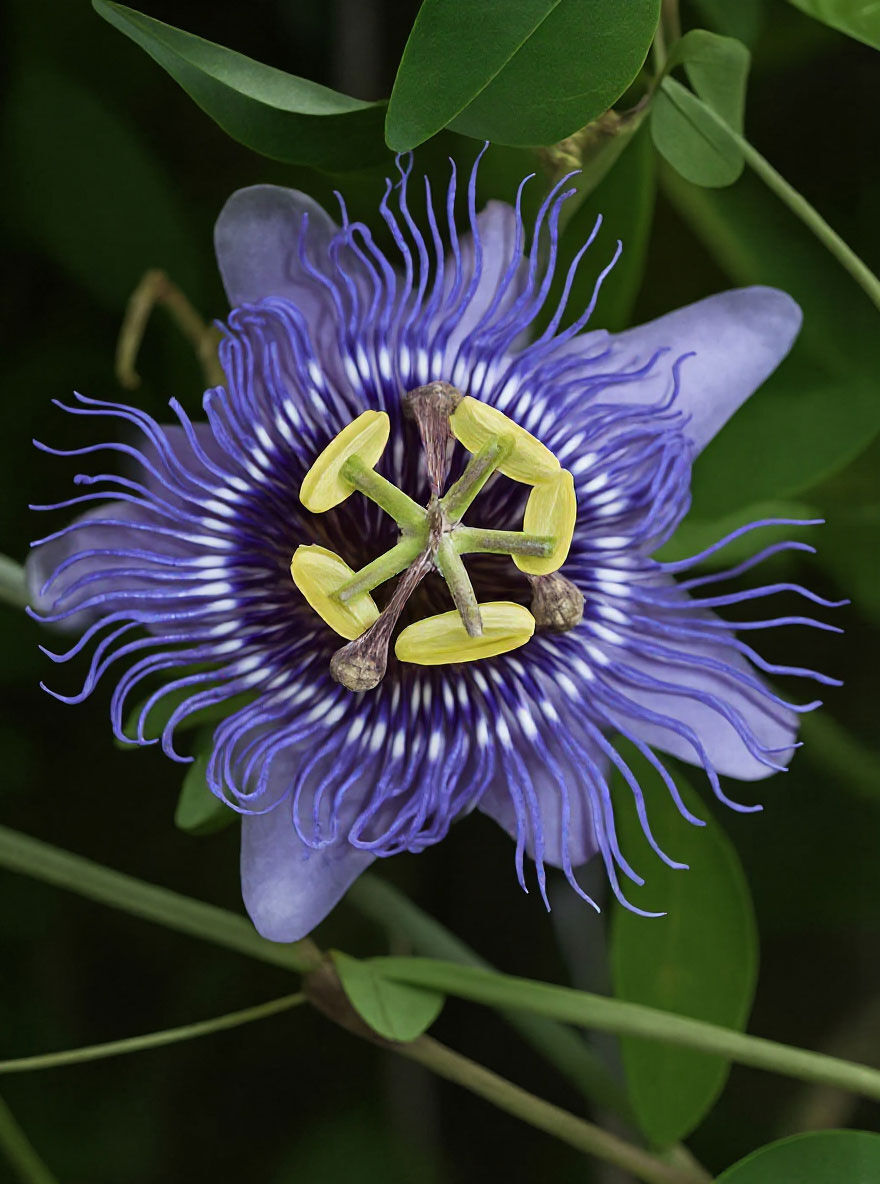 Passionsblume 'Purple Haze' - Passiflora 'Purple Haze' - Baumschule  NewGarden