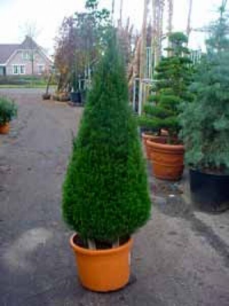 Taxus baccata 'Kegel' / Heimische Eibe 'Kegel', kegelförmig geschnitten, im Topf, ca. 150–175 cm hoch, C150