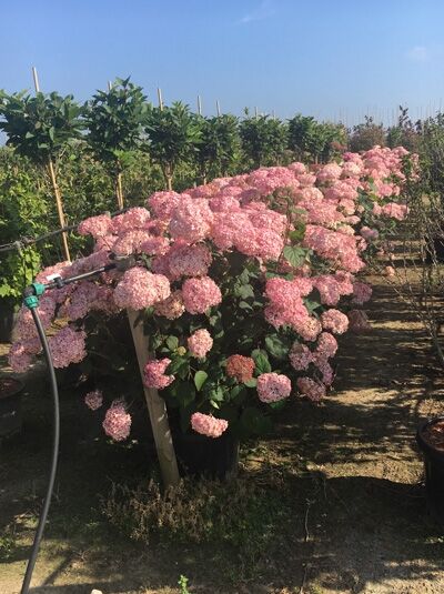 Hydrangea arborescens 'Invincibelle ®' ('Pink Annabelle') / Ball-Hortensie 'Invincibelle' ('Pink Annabelle')