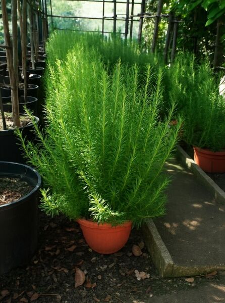 Rosmarinus officinalis (Rosmarin) 30-40 cm C10 im Topf, aufrecht wachsender Strauch mit nadelförmigen grünen Blättern