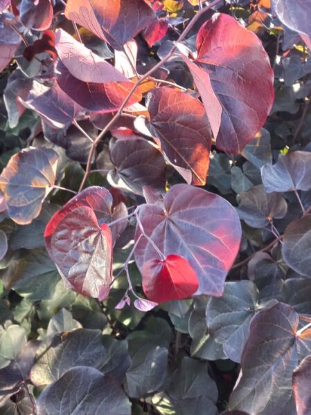 Kanadischer Judasbaum 'Merlot' / Cercis canadensis 'Merlot'