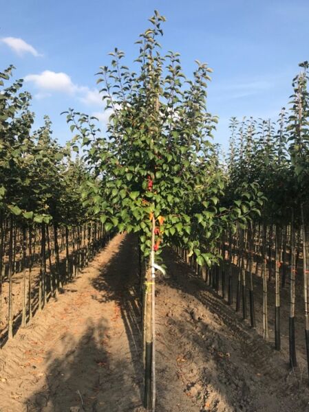 Malus domestica 'Elstar' / Apfel 'Elstar' Hochstamm 16-18 StU mit Drahtballen, junger Apfelbaum mit grünem Laub im Feld.