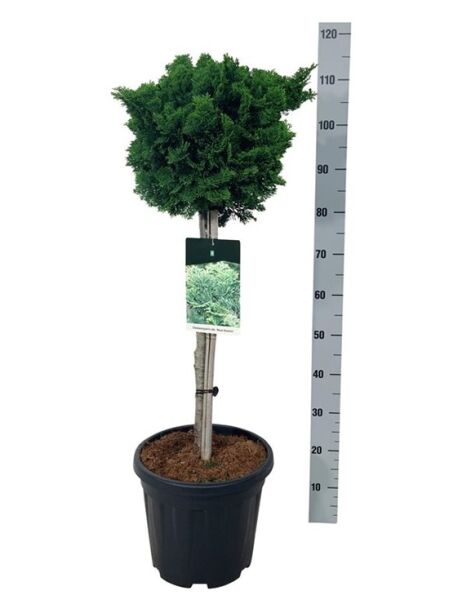 Zwerg-Muschelzypresse 'Nana Gracilis' / Chamaecyparis obtusa 'Nana Gracilis'