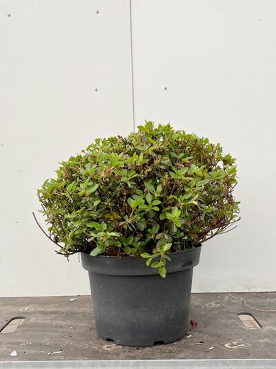 Japanische Azalee 'Fumiko' (Rhododendron obtusum) als buschiger Strauch im schwarzen C4-Topf, 30–40 cm breit