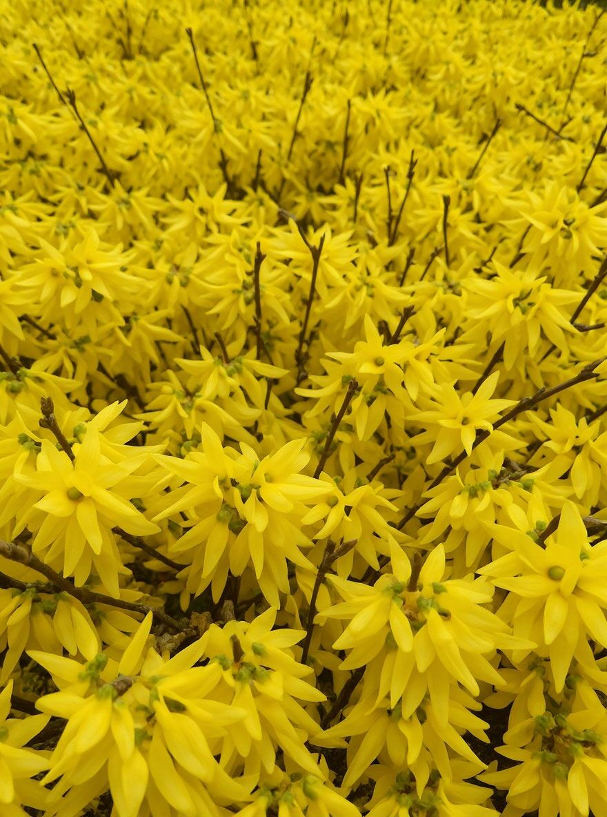Forsythia 'Minigold' – Goldglöckchen Mit Leuchtend Gelben Blüten, Ca. 9x9 Cm Topf | Winterharte Frühlingspflanze Für Hecken & Beet