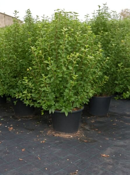 Viburnum tinus (Mittelmeer-Schneeball) im Topf, 125-150 cm, C50, mehrtriebiger Strauch mit dichtem grünen Laub