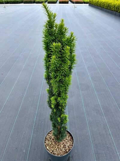 Taxus baccata 'Fastigiata Robusta' / Schmale Säulen-Eibe 80-100 cm C10 im Topf, schlanker aufrechter Wuchs, dicht benadelt