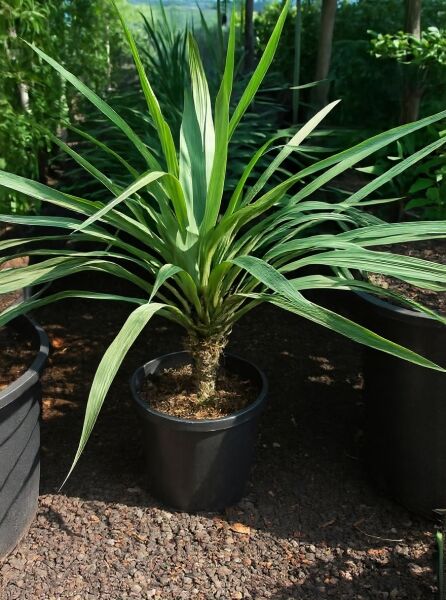 Yucca gloriosa (Kerzen-Palmlilie/Spanischer Dolch) im Topf, 50–60 cm, C12, mit langen schmalen grünen Blättern