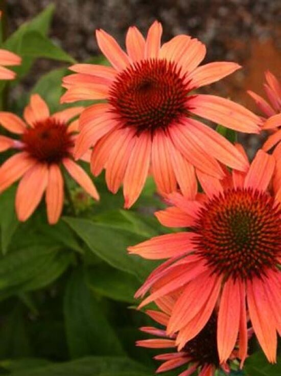 GartenSonnenhut 'Sunset' / Echinacea purpurea 'Sunset' kaufen